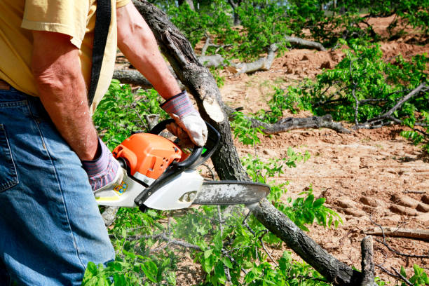 Professional Tree Service in Morton, TX